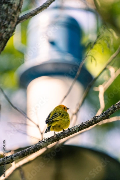 Obraz bird on a tree