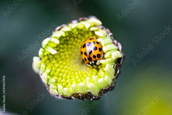 Obraz Ladybird