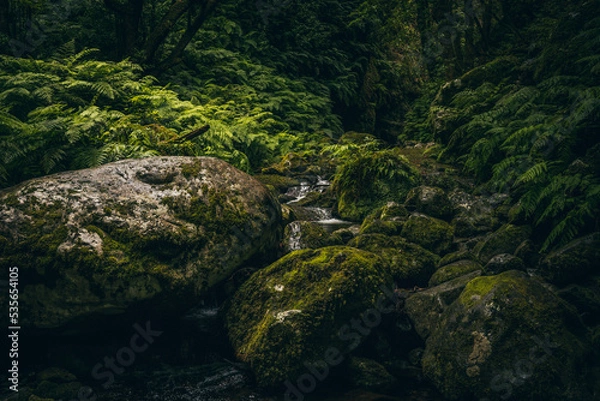 Obraz Jungle and Stones
