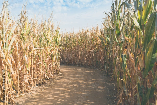 Fototapeta Dirt path inside of a corn maze, with tall stalks of corn. No people