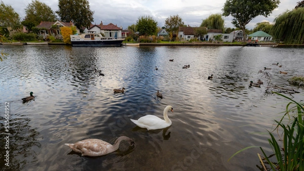 Fototapeta ducks swans on the river