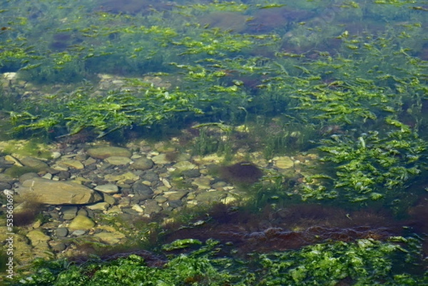 Fototapeta natural background