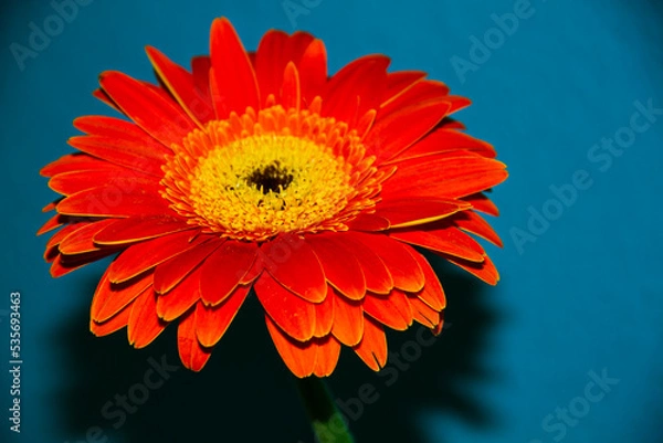 Fototapeta orange flower on blue background. selective focus. copy space