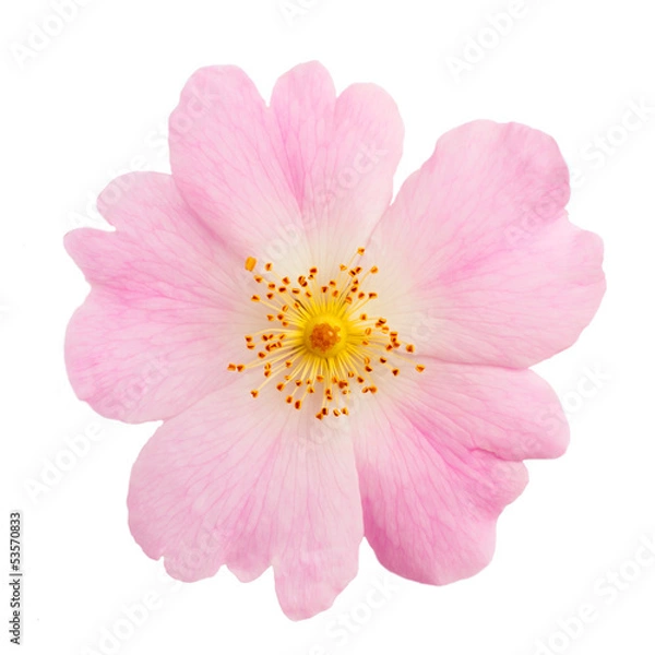 Fototapeta flower of wild rose