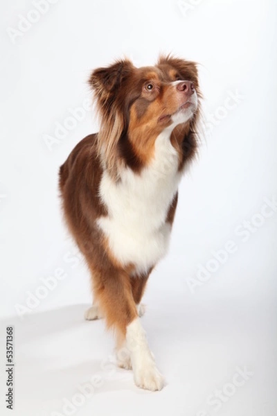 Obraz Australian Shepherd