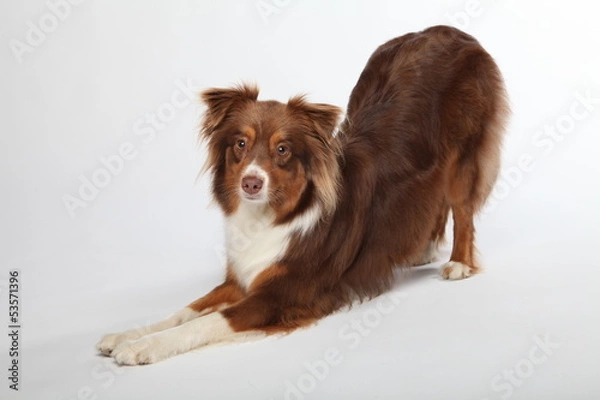 Obraz Australian Shepherd