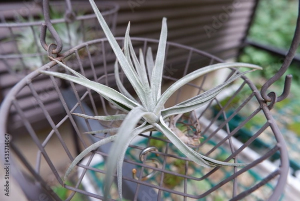 Obraz エアープランツ