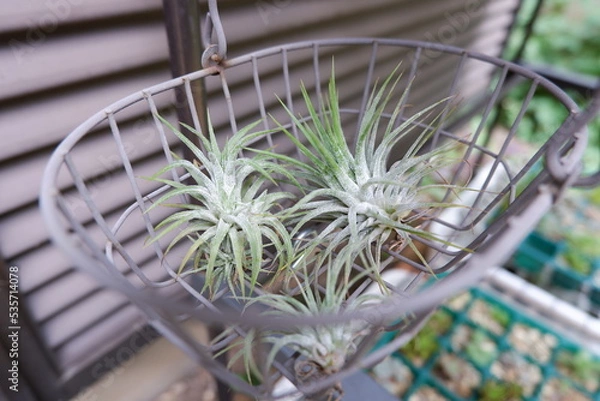 Obraz エアープランツ