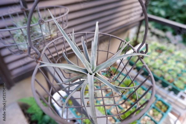 Obraz エアープランツ