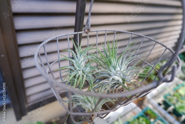 Obraz エアープランツ