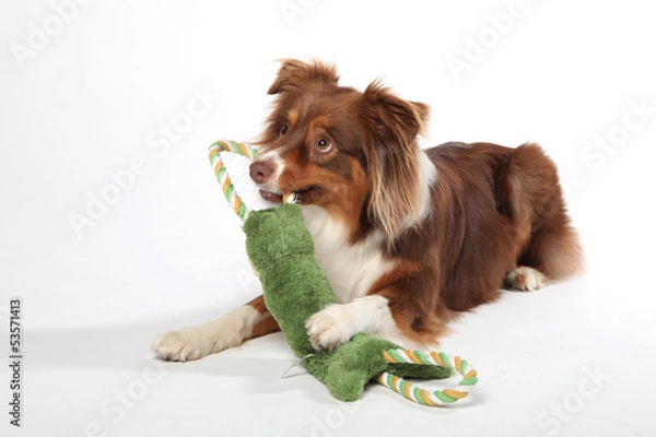Obraz Australian Shepherd