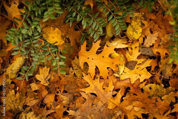 Obraz Feuilles automne