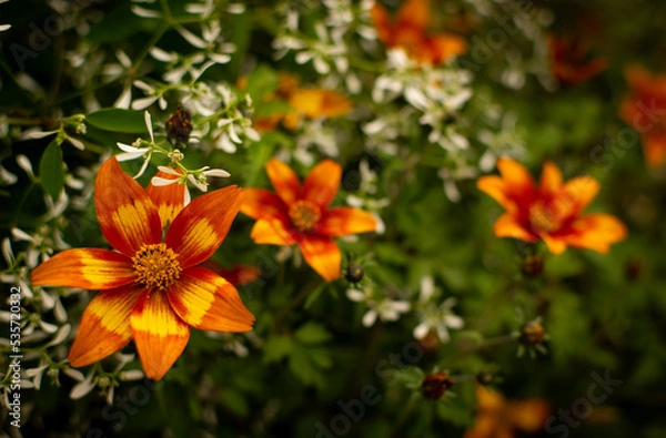 Obraz Fleurs orange