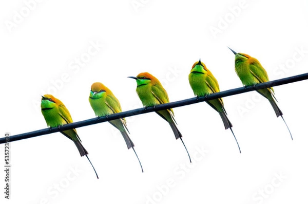 Fototapeta The green bee-eater (Merops orientalis)  isolated on a white background