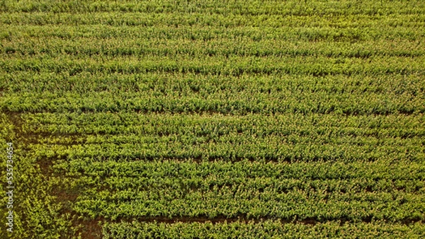 Fototapeta green carpet texture