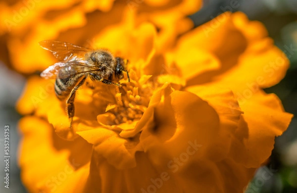 Obraz A bee in a macro photo on a yellow flower.