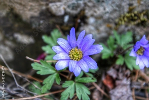 Obraz purple and yellow