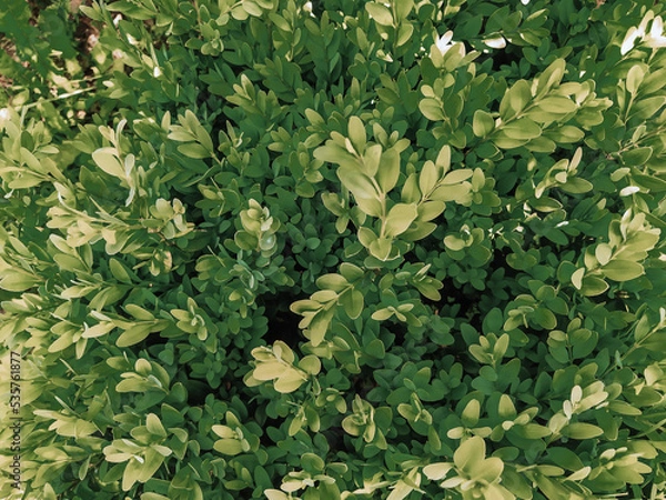 Fototapeta Green leaf texture, organic background in calm moody palette. Natural greenery pattern close up.