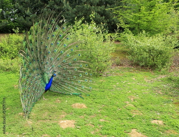 Obraz paon en parade amoureuse