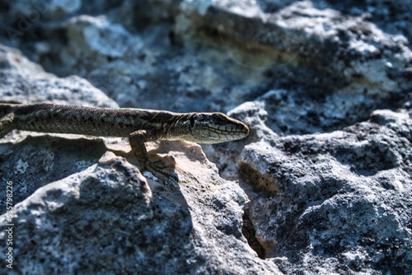 Fototapeta lizard on the rocks