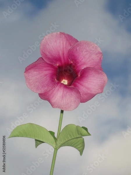 Obraz Allamanda blanchetii