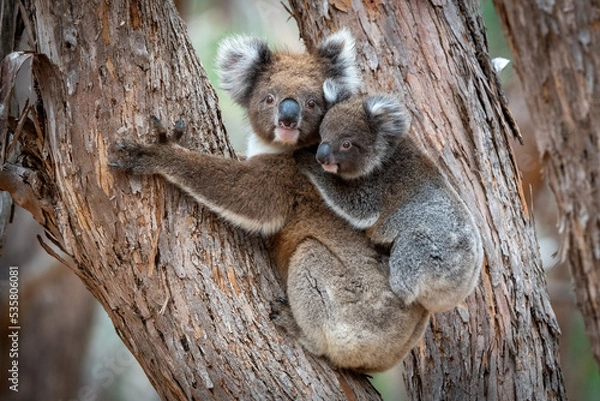 Obraz Koala with Joey