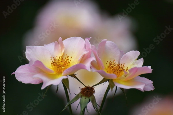 Fototapeta 花の女王