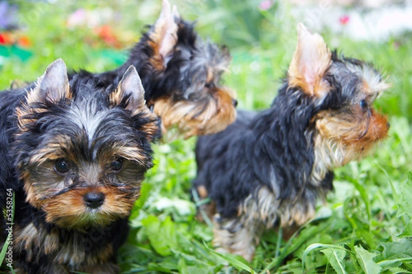 Fototapeta The puppy of the yorkshire terrier in a grass