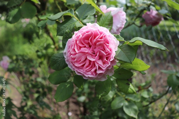 Obraz Provence rose, or cabbage rose, or Rose de Mai Centifolia with blurred foliage. Natural flower. Soft focus. Copy space. Free place for text. One blossoming rose.