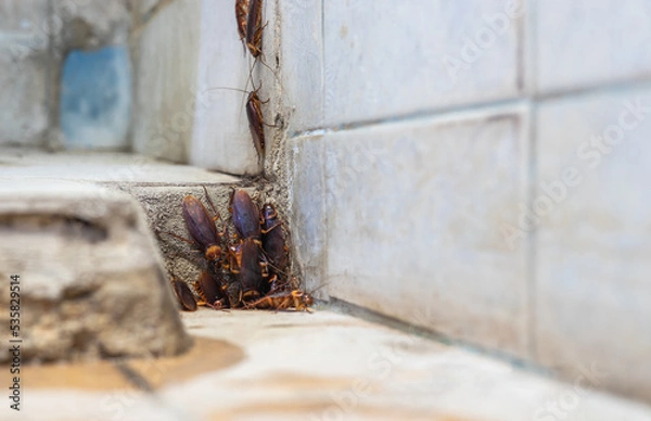 Fototapeta A low, close-up view, a colony of cockroaches lives above a pipe hole near a concrete tiled wall.