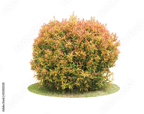 Obraz Colorful shrub of Pigeon Berry tree isolated over white backgrou