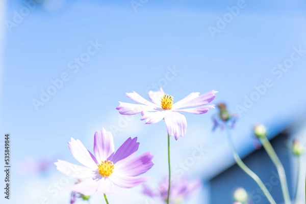 Obraz 秋桜(コスモス)　秋の風景