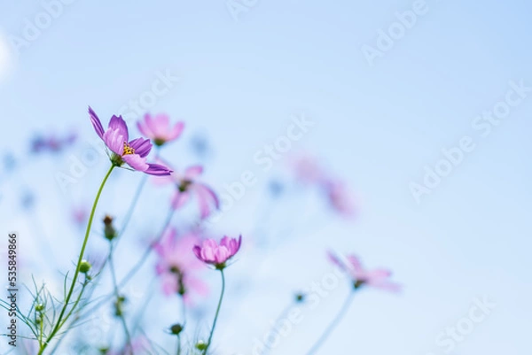 Obraz 秋桜(コスモス)　秋の風景