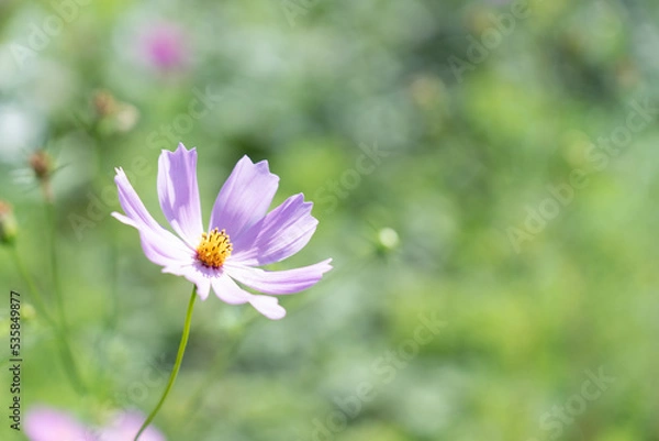 Obraz 秋桜(コスモス)　秋の風景