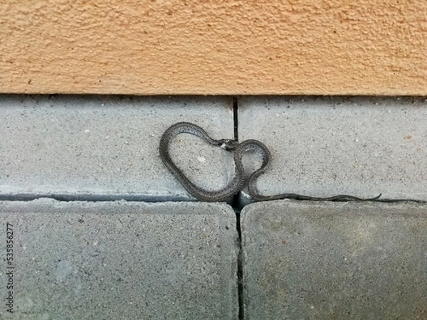 Fototapeta Snake, small and brown, lying on the concrete pavement at the edge of the wall