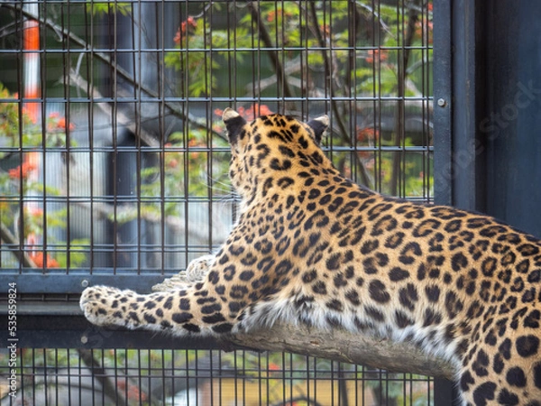 Fototapeta leopard in the zoo