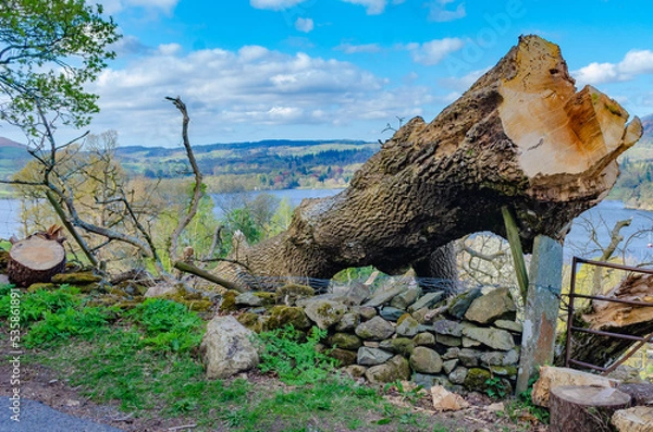 Fototapeta Storm damage fallen tree in English Lake District  with Lake Windermere in background selective focus