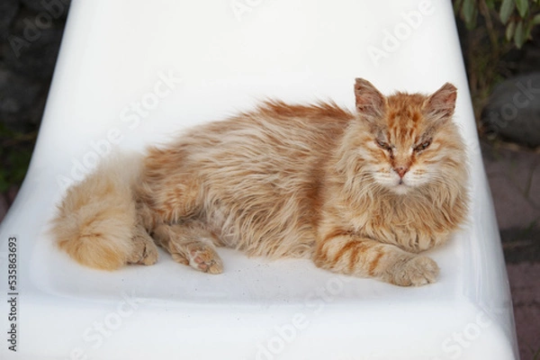 Fototapeta Gatto rosso