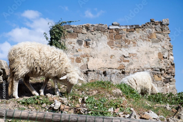 Fototapeta Pecore e ruderi