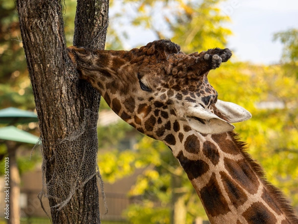 Fototapeta giraffe in the zoo
