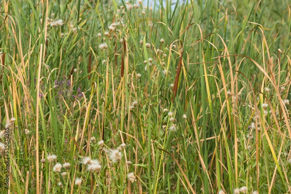 Fototapeta Closeup of narrowleaf cattail with selective focus on foreground