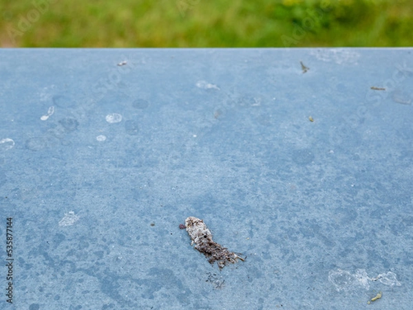 Obraz Bird droppings on a tin window sill