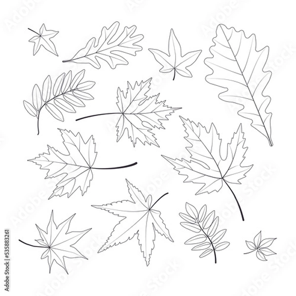 Fototapeta Oak, maple, mountain ash leaves. Vector. Linear illustration.