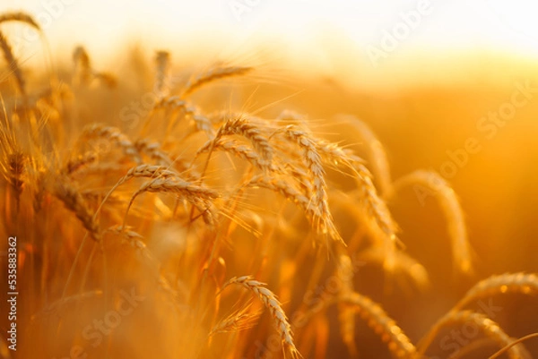 Fototapeta Wheat spikelets in a field at sunset