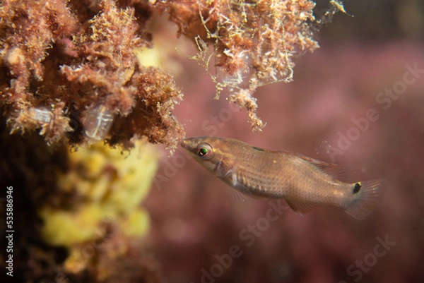 Obraz fish in the ocean