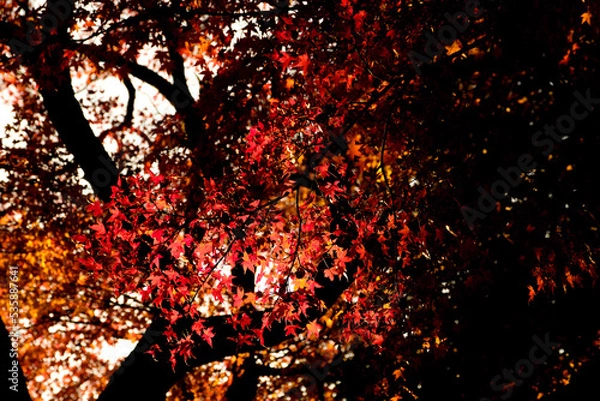 Obraz fire in the forest