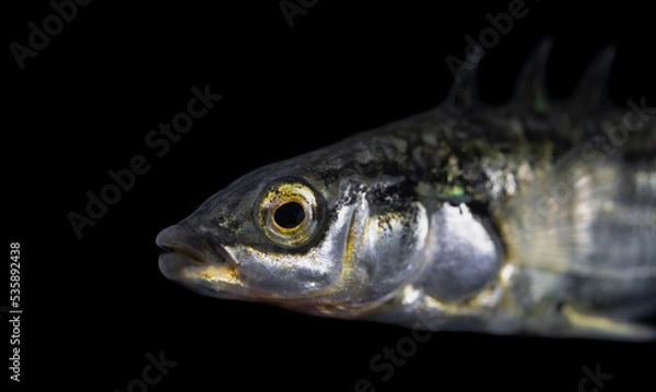 Fototapeta The three-spined stickleback (Gasterosteus aculeatus)