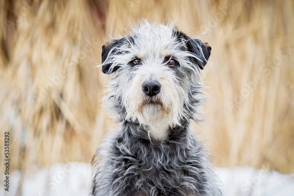 Fototapeta Hundeportrait
