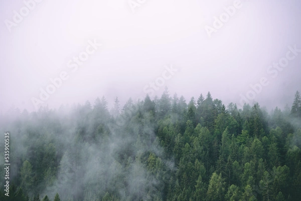 Fototapeta Amazing misty morning on the stunning Dolomite mountains in Italy. Pine forest with clouds and mist
