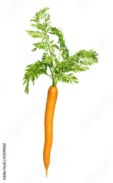 Fototapeta single carrot isolated on white background